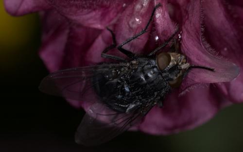 Calliphora vicina